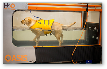 Burlington Canine Underwater Therapy