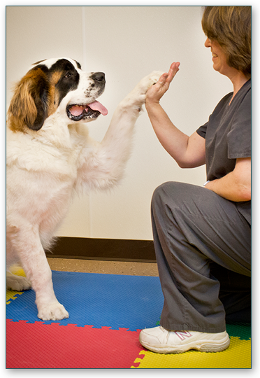 Burlington Pet Therapist