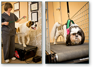Canine Treadmill - Therapies - Pet Wellness & Therapy, LLC